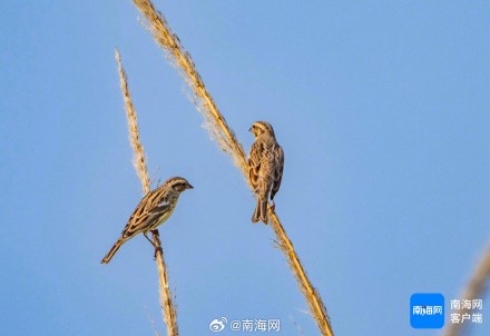 一级保护动物！黄胸鹀现身海南澄迈