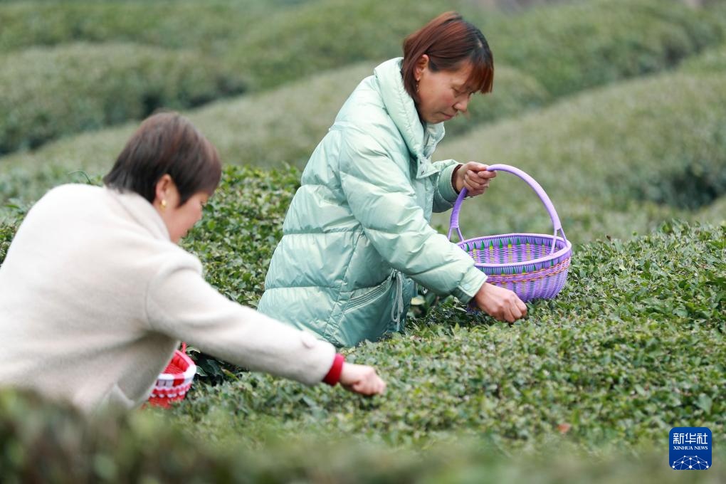 三峡库区：早春茶开采