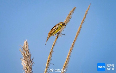 一级保护动物！黄胸鹀现身海南澄迈