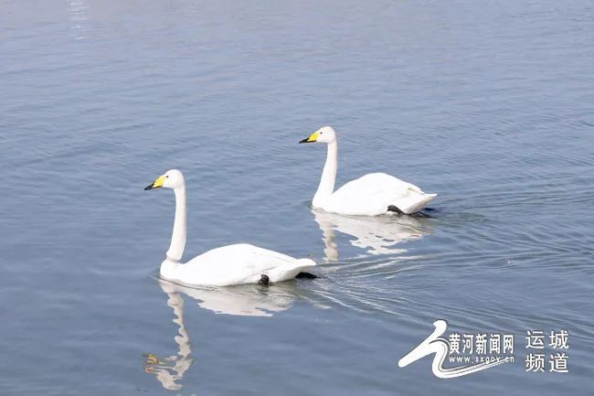 天鹅即将迁徙 速来盐湖抓住这抹“湖光鹅影”