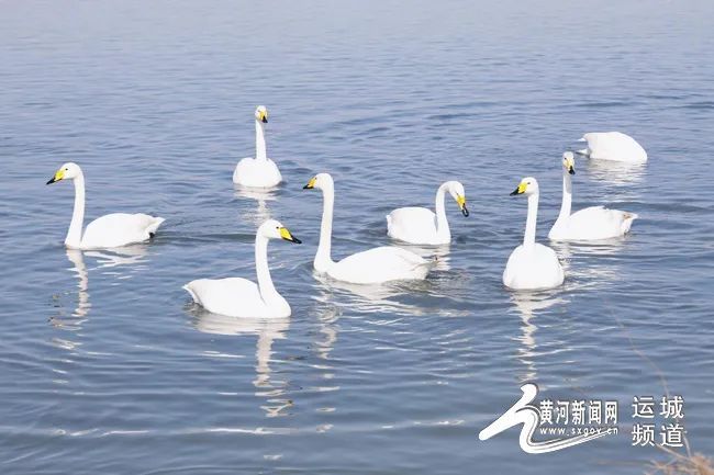 天鹅即将迁徙 速来盐湖抓住这抹“湖光鹅影”