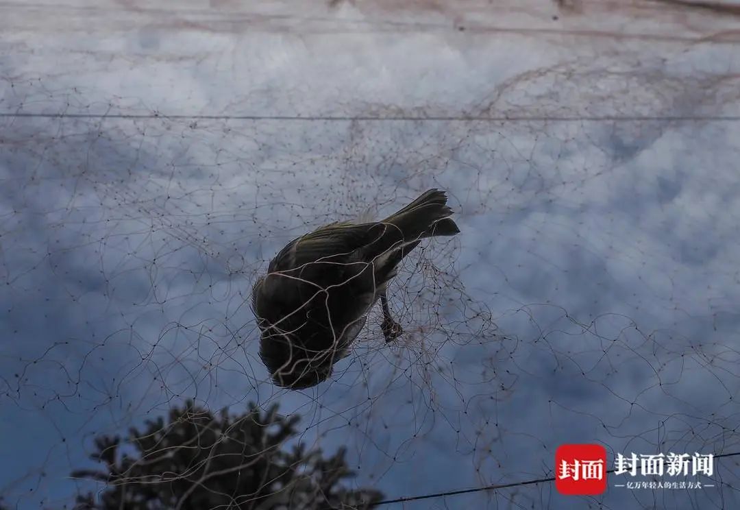 这些成都人想为鸟儿“网开一面”