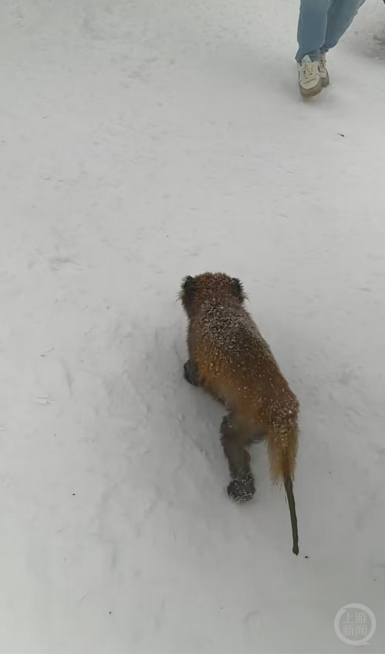 西岭雪山景区野生小熊猫尾巴受伤脱毛?林业局回应 西岭雪山景区野生小熊猫尾巴受伤脱毛?林业局回应