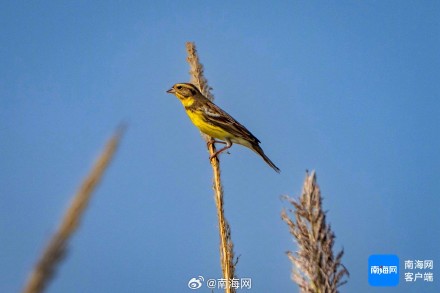 一级保护动物！黄胸鹀现身海南澄迈