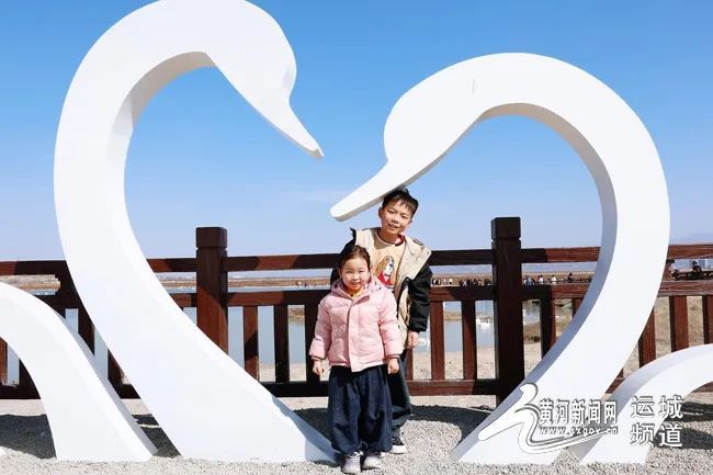 天鹅即将迁徙 速来盐湖抓住这抹“湖光鹅影”