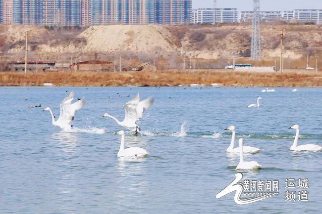 天鹅即将迁徙 速来盐湖抓住这抹“湖光鹅影”