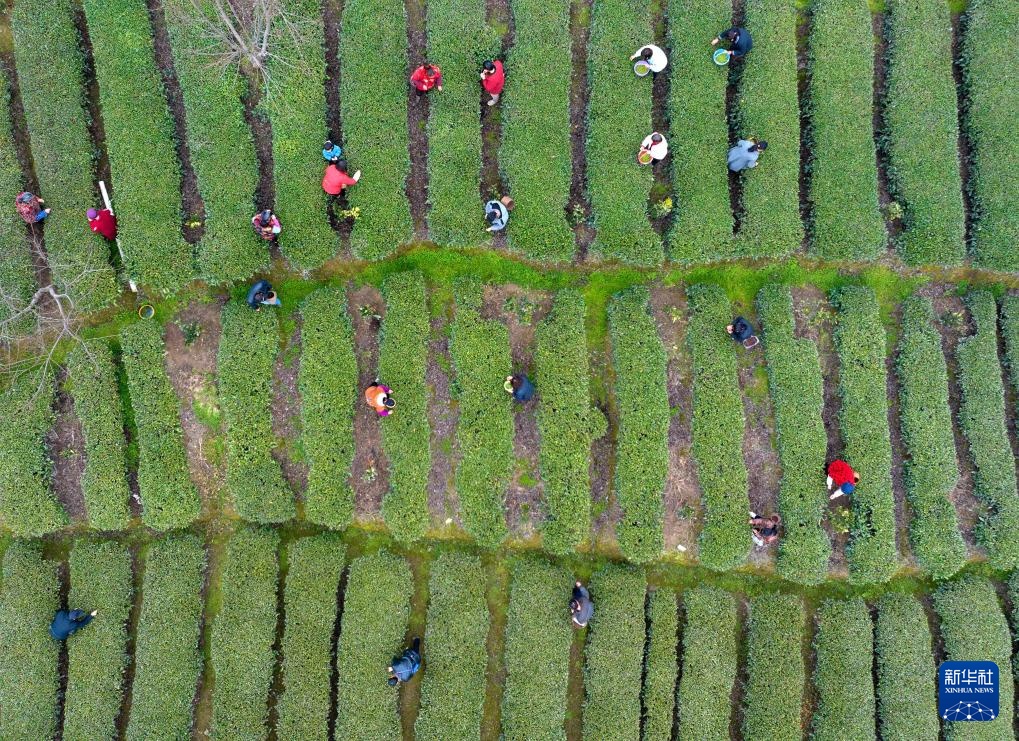 三峡库区：早春茶开采