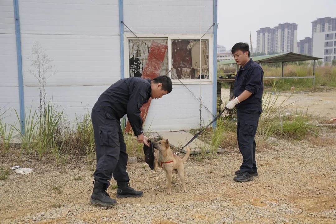 大显身手,广西山地犬凭实力晋级新警犬 大显身手,广西山地犬凭实力晋级新警犬