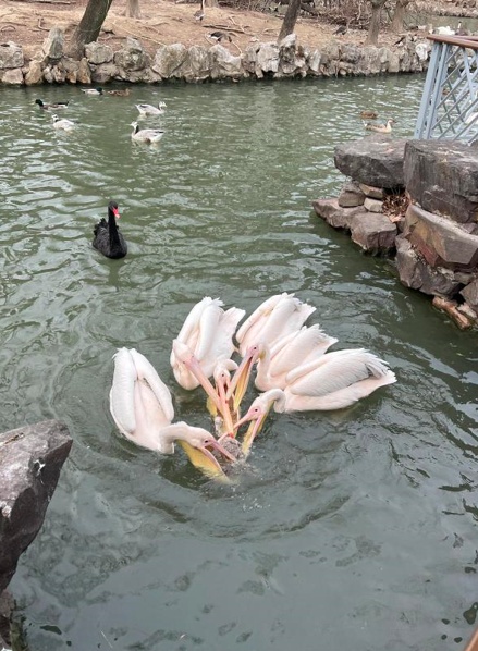 鹈鹕吃“同事”!上海动物园鹈鹕捕食天鹅幼崽,园区:正在分隔,将加强巡视 鹈鹕吃“同事”!上海动物园鹈鹕捕食天鹅幼崽,园区:正在分隔,将加强巡视