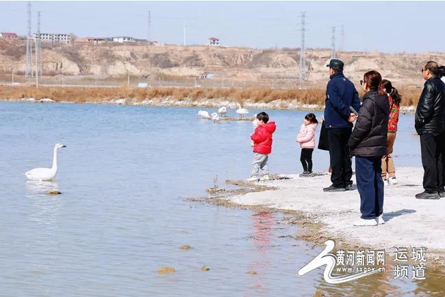 天鹅即将迁徙 速来盐湖抓住这抹“湖光鹅影”