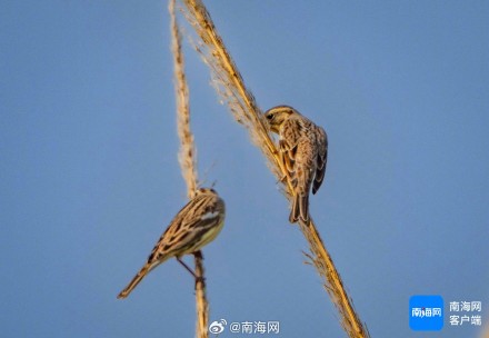 一级保护动物！黄胸鹀现身海南澄迈