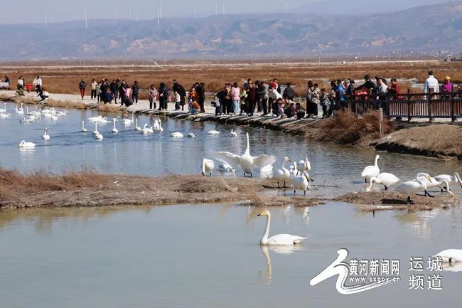 天鹅即将迁徙 速来盐湖抓住这抹“湖光鹅影”