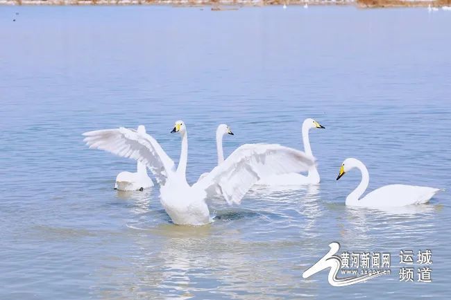 天鹅即将迁徙 速来盐湖抓住这抹“湖光鹅影”