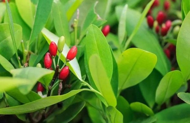 植物通缉令:长得很“菜”的绝命毒师 植物通缉令:长得很“菜”的绝命毒师