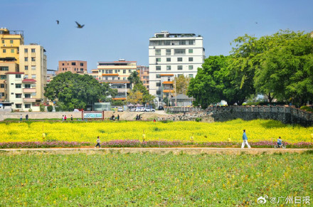 太美啦!广州金黄油菜花海再上新 太美啦!广州金黄油菜花海再上新