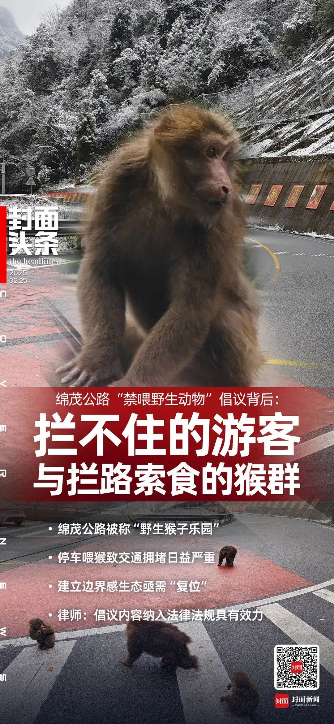 “投喂野生猴”竟成为绵茂公路打卡项!“禁喂”联合倡议来了 “投喂野生猴”竟成为绵茂公路打卡项!“禁喂”联合倡议来了