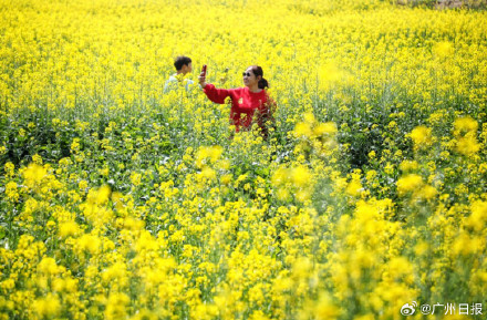 太美啦!广州金黄油菜花海再上新 太美啦!广州金黄油菜花海再上新
