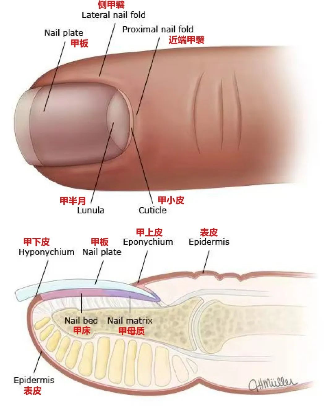 美甲时少做一根指头能救命？医生：真的！