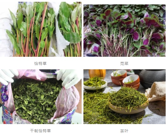 植物通缉令:长得很“菜”的绝命毒师 植物通缉令:长得很“菜”的绝命毒师