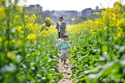太美啦!广州金黄油菜花海再上新 太美啦!广州金黄油菜花海再上新