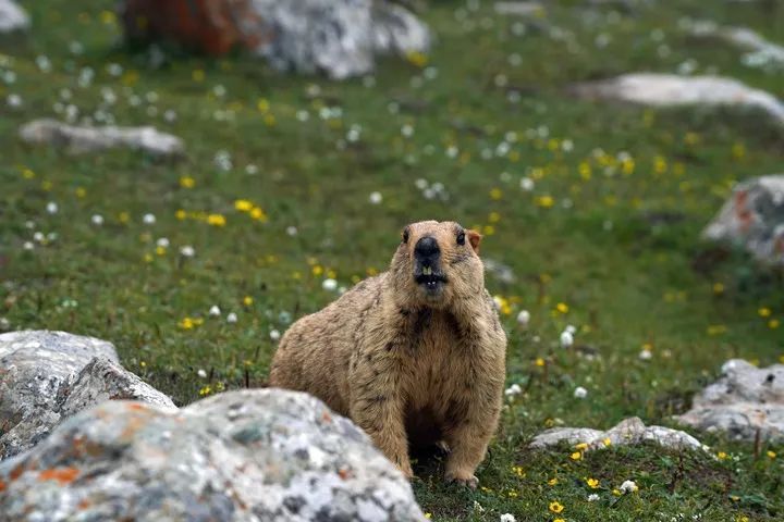 当心!远离土拨鼠 当心!远离土拨鼠