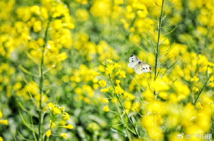 太美啦!广州金黄油菜花海再上新 太美啦!广州金黄油菜花海再上新