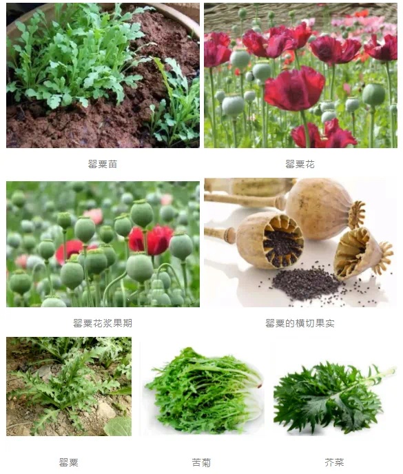 植物通缉令:长得很“菜”的绝命毒师 植物通缉令:长得很“菜”的绝命毒师