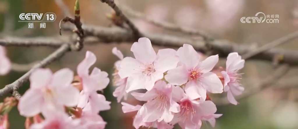 早春赏花地图出炉！看各地春花烂漫，哪里是你的心头好？