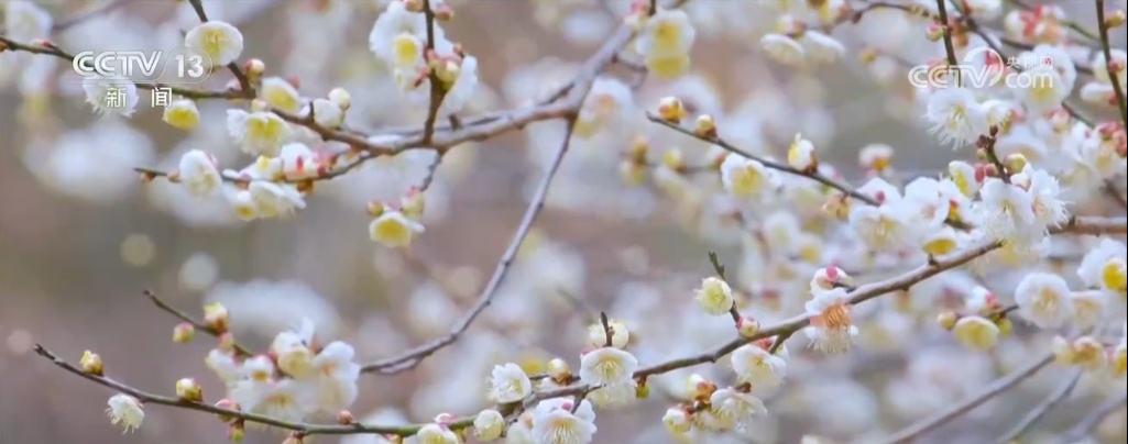 早春赏花地图出炉！看各地春花烂漫，哪里是你的心头好？