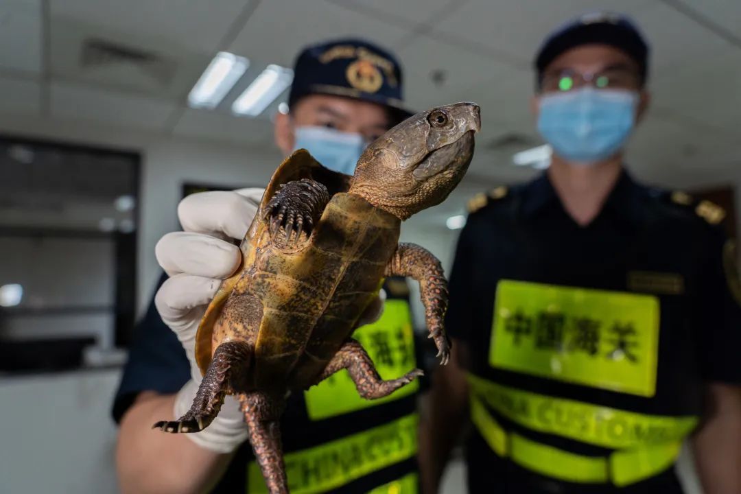 58只平胸龟，内地首次向香港返还濒危野生动物
