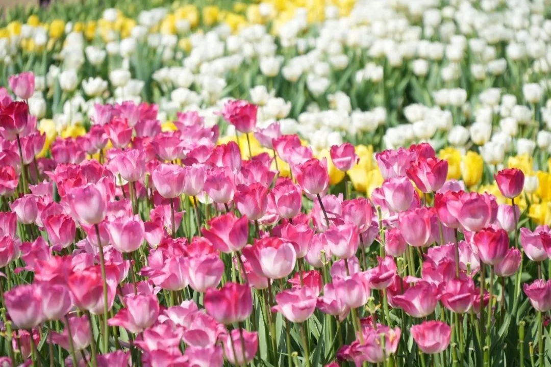 植物通缉令:长得很“菜”的绝命毒师 植物通缉令:长得很“菜”的绝命毒师