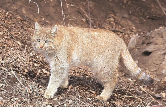 罕见!有人在西宁湟源拍到了...... 罕见!有人在西宁湟源拍到了......