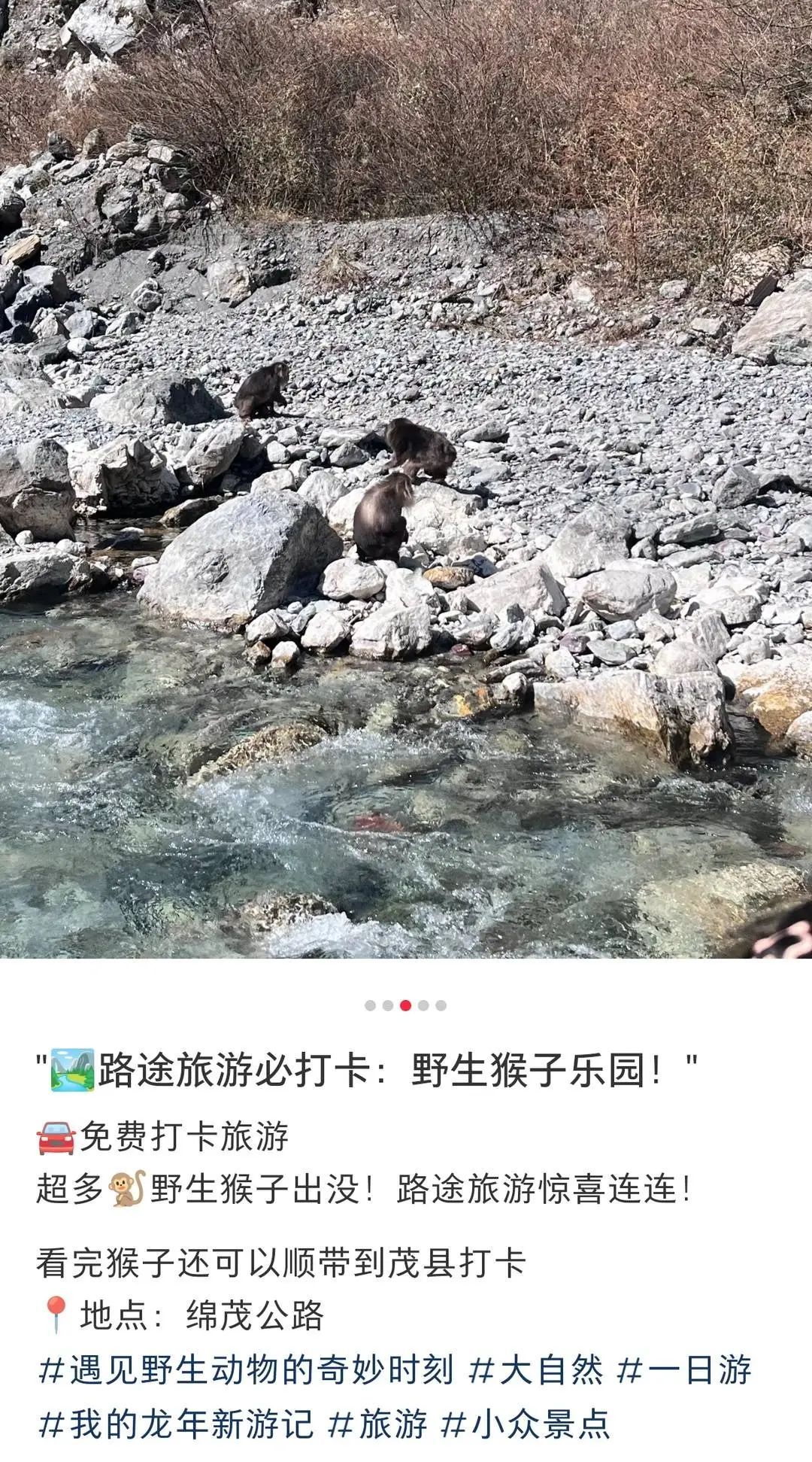 “投喂野生猴”竟成为绵茂公路打卡项!“禁喂”联合倡议来了 “投喂野生猴”竟成为绵茂公路打卡项!“禁喂”联合倡议来了