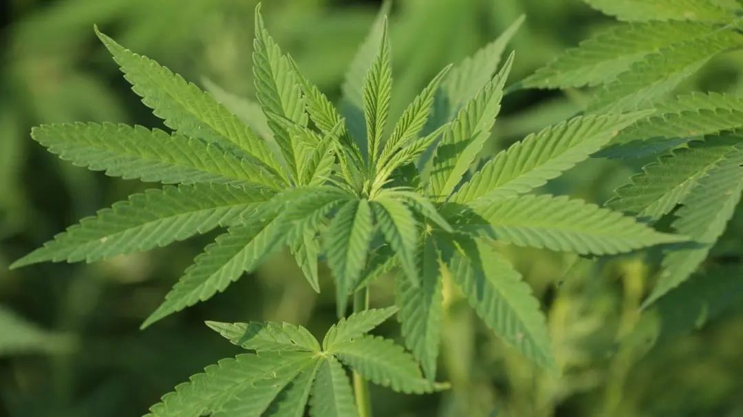 植物通缉令:长得很“菜”的绝命毒师 植物通缉令:长得很“菜”的绝命毒师