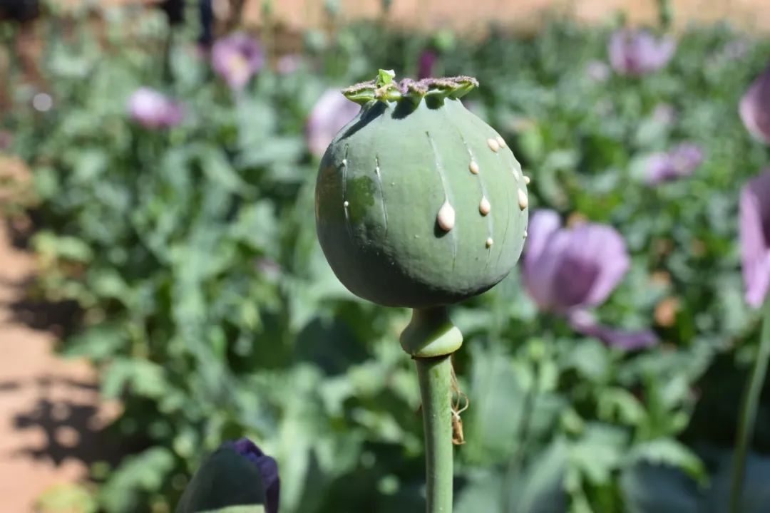 植物通缉令:长得很“菜”的绝命毒师 植物通缉令:长得很“菜”的绝命毒师