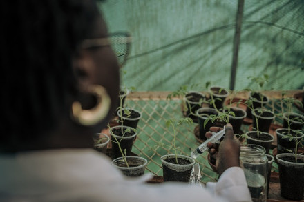 植物受伤了？试试植物“创可贴”吧！