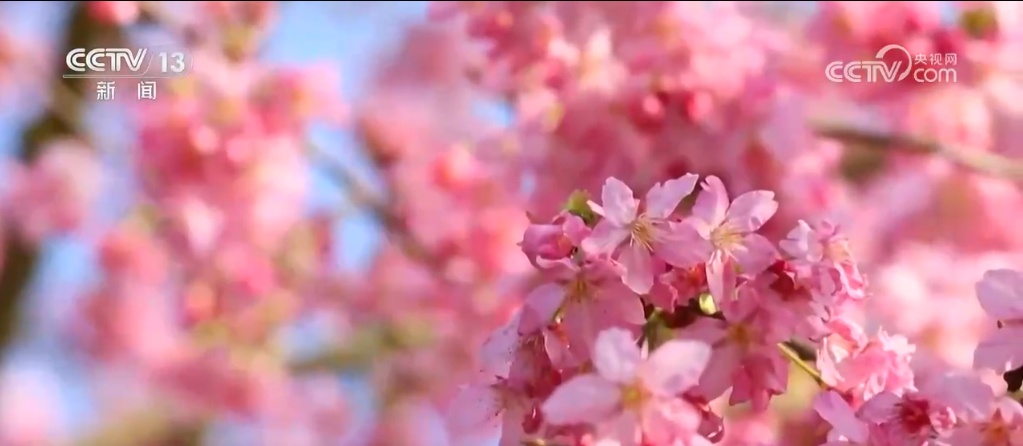 早春赏花地图出炉！看各地春花烂漫，哪里是你的心头好？