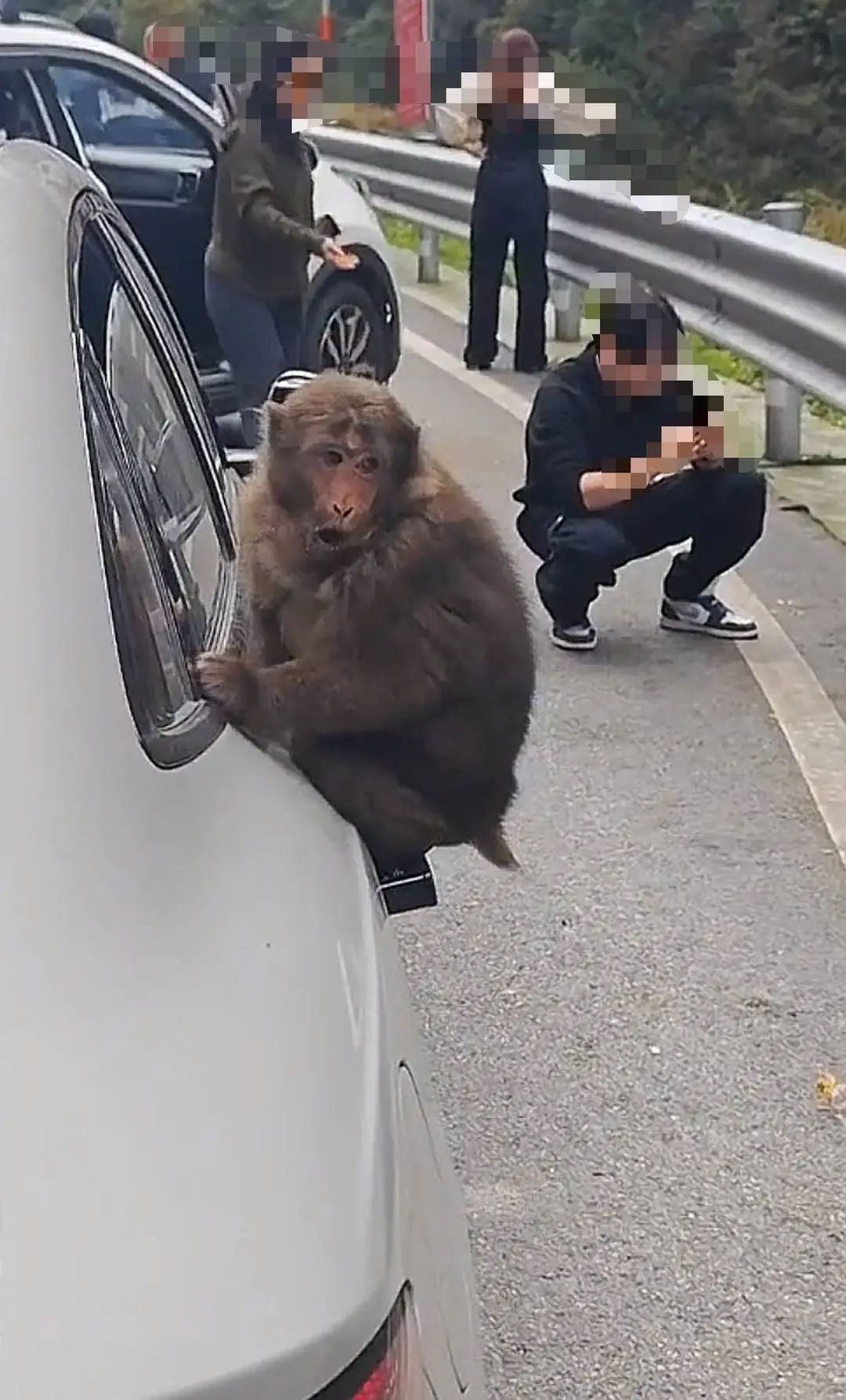“投喂野生猴”竟成为绵茂公路打卡项!“禁喂”联合倡议来了 “投喂野生猴”竟成为绵茂公路打卡项!“禁喂”联合倡议来了
