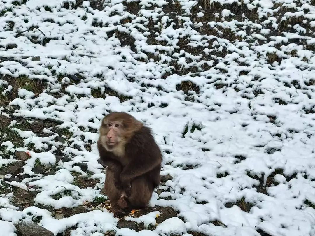 “投喂野生猴”竟成为绵茂公路打卡项!“禁喂”联合倡议来了 “投喂野生猴”竟成为绵茂公路打卡项!“禁喂”联合倡议来了