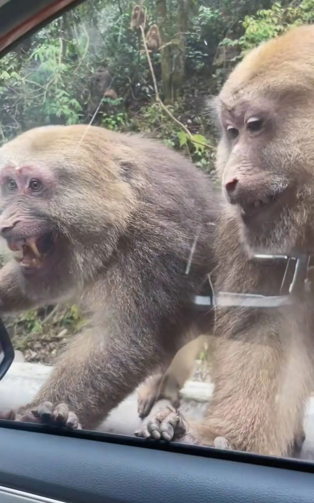 “投喂野生猴”竟成为绵茂公路打卡项!“禁喂”联合倡议来了 “投喂野生猴”竟成为绵茂公路打卡项!“禁喂”联合倡议来了