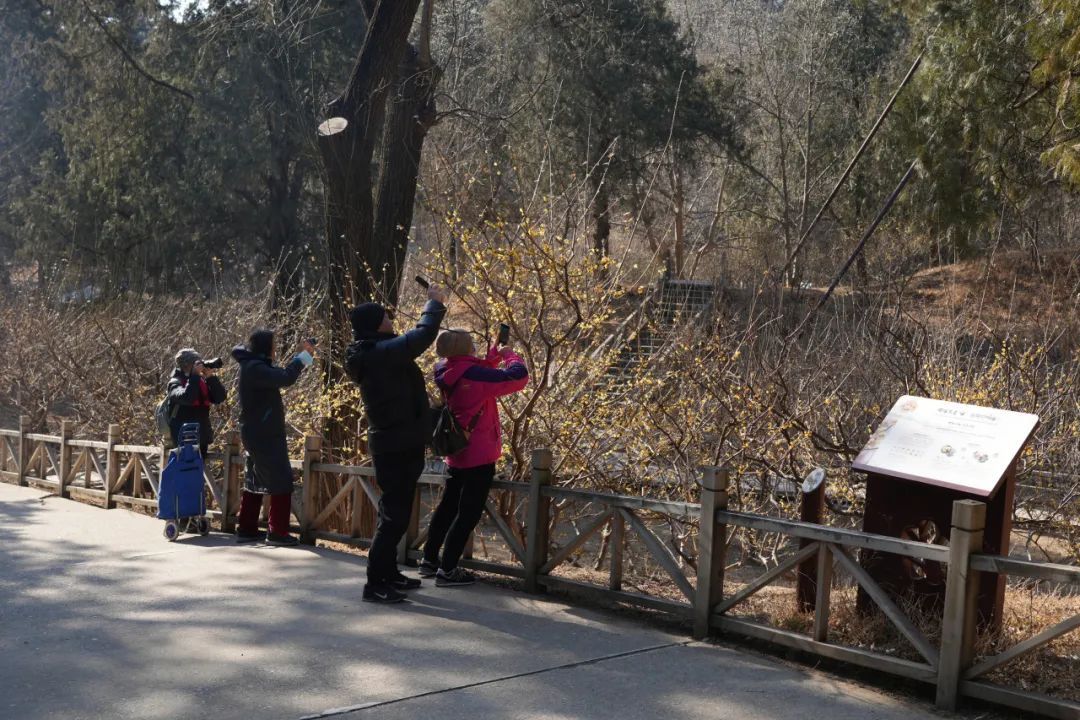 狠狠治愈！春天就要来北京爬这些山！网友：爬着爬着就忘了