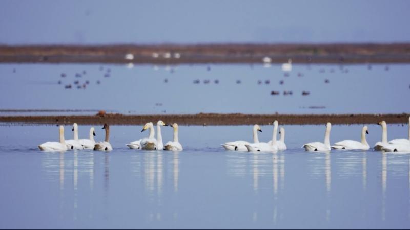 江西上饶:鄱阳湖越冬候鸟开始北迁 多部门联动护鸟返程 江西上饶:鄱阳湖越冬候鸟开始北迁 多部门联动护鸟返程