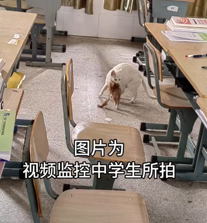 监控公布!猫咪尸首分离被塞进课桌,凶手是...... 监控公布!猫咪尸首分离被塞进课桌,凶手是......