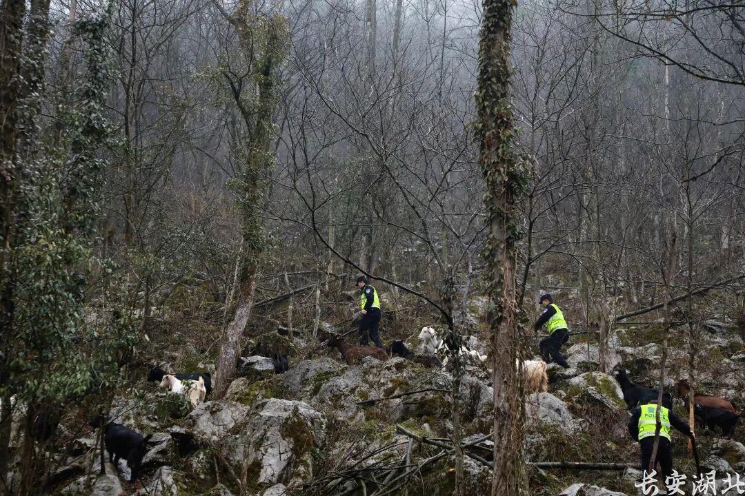 30多只羊出走齐岳山深处，湖北民警仅用一招找到