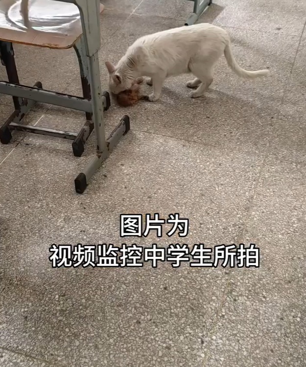 监控公布!猫咪尸首分离被塞进课桌,凶手是...... 监控公布!猫咪尸首分离被塞进课桌,凶手是......