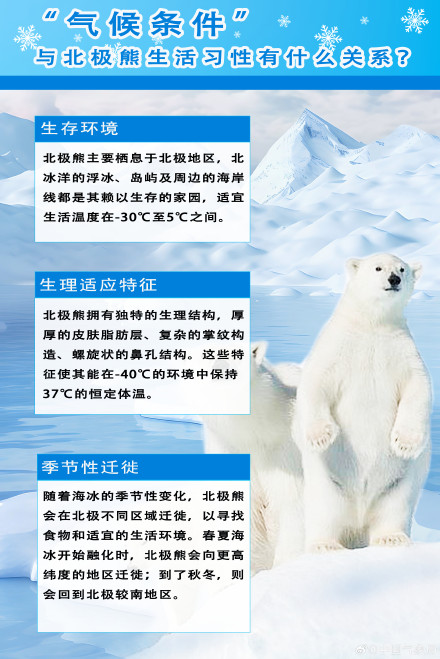 探秘气候因素与北极熊生存关系 探秘气候因素与北极熊生存关系