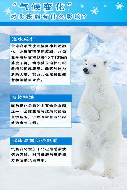 探秘气候因素与北极熊生存关系 探秘气候因素与北极熊生存关系