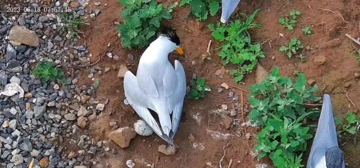 “社恐天菜”？这份日薪300元包食宿的工作火了！