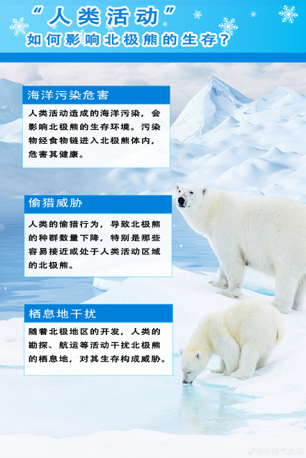 探秘气候因素与北极熊生存关系 探秘气候因素与北极熊生存关系