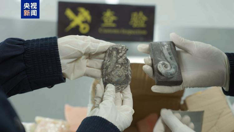 “创意摆件”出口包裹查出6块古生物化石……海关提醒! “创意摆件”出口包裹查出6块古生物化石……海关提醒!
